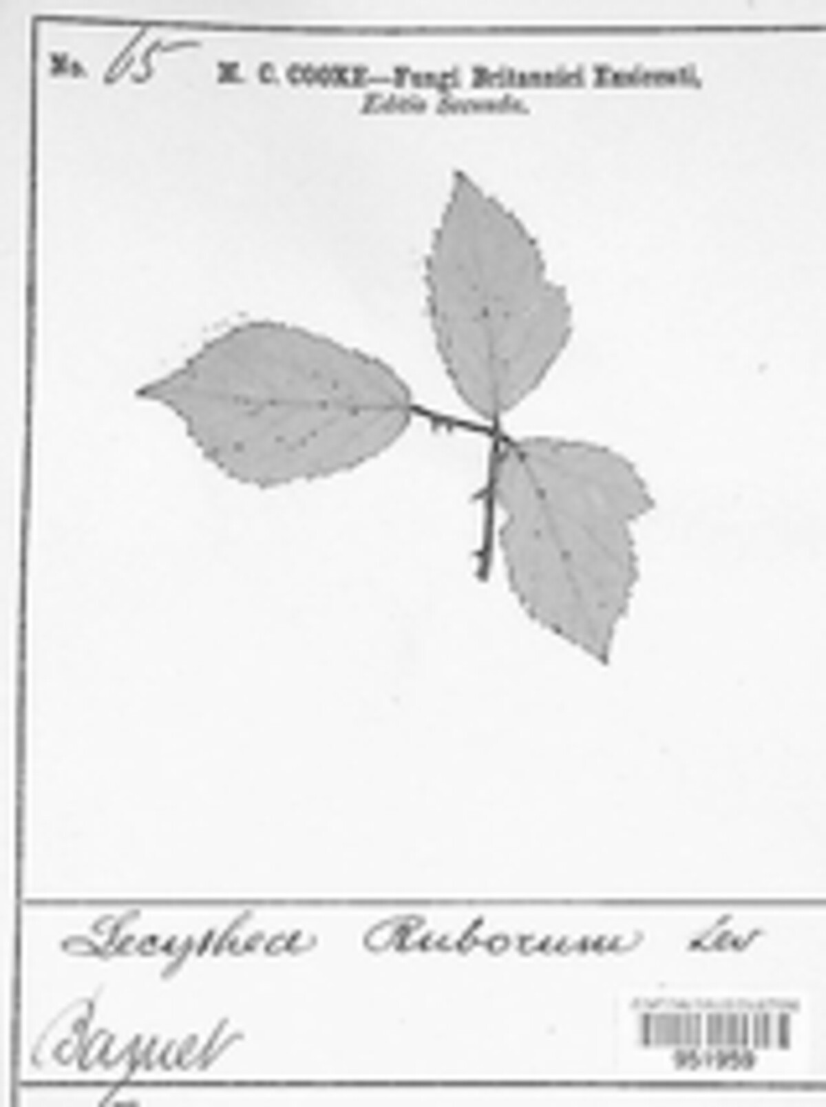 Lecythea ruborum image